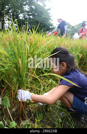 Tokio, Japan. September 2023. Ein Kind lernt, mit einer Sichel Reis im Roppongi Hills Complex in Tokio, Japan, zu ernten, 23. September 2023. ZU „City Dwellers Experience Rice Harvest at Tokyo's Rooftop Garden“ Credit: Qian Zheng/Xinhua/Alamy Live News Stockfoto