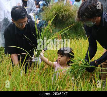 Tokio, Japan. September 2023. Ein Kind hilft bei der Reisernte im Roppongi Hills Complex in Tokio, Japan, 23. September 2023. ZU „City Dwellers Experience Rice Harvest at Tokyo's Rooftop Garden“ Credit: Qian Zheng/Xinhua/Alamy Live News Stockfoto