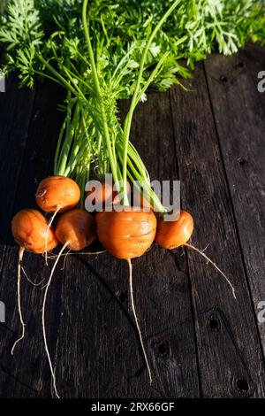 Frischer Hausgarten angebaut organischen runden Karotte auf Scheunenholz Stockfoto