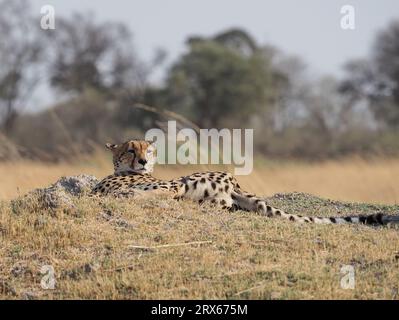 Eine Mutter Gepard mit 5 gut gewachsenen Jungen im Okavango Delta, Botswana. Wenn alle Reifen, werden sie eine Kraft über ihre lokalen Beutearten sein. Stockfoto