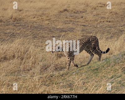 Eine Mutter Gepard mit 5 gut gewachsenen Jungen im Okavango Delta, Botswana. Wenn alle Reifen, werden sie eine Kraft über ihre lokalen Beutearten sein. Stockfoto