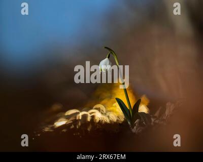 Frühlingsschneeflocke (Leucojum vernum) blüht im Freien Stockfoto