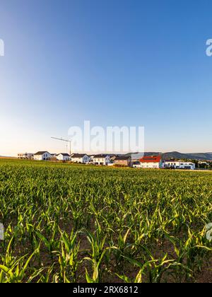 Deutschland, Baden-Württemberg, Sussen, Grünpflanzen mit neuem Entwicklungsgebiet im Hintergrund Stockfoto