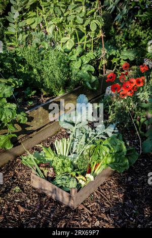 Kiste mit frisch gepflücktem Gemüse im Gemüsegarten Stockfoto