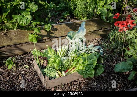 Kiste mit frisch gepflücktem Gemüse im Gemüsegarten Stockfoto