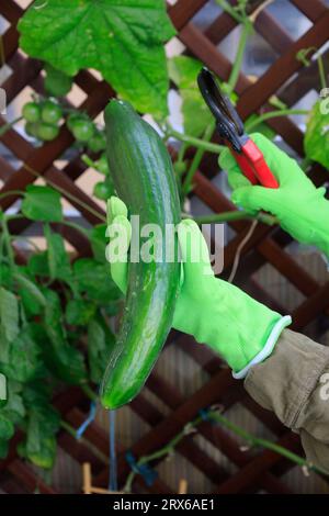 Die Hand der Frau hält frische Gurken im Gemüsegarten Stockfoto