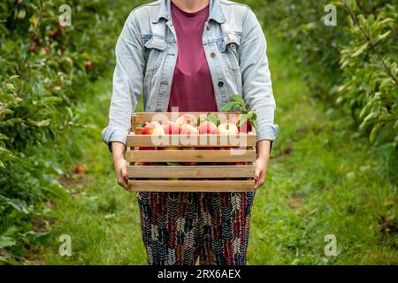 In der Bio-Apfelplantage erntet Frau eine Holzkiste mit frisch geernteten roten Äpfeln Stockfoto