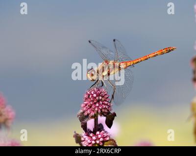 Darter-Libelle (Sympetrum striolatum), männlich auf einer Flusspferde, Herefordshire, England, August Stockfoto