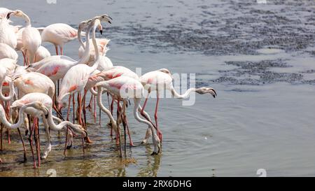 Greater Flamingos (Phoenicopterus roseus) im Ras Al Khor Wildlife Sanctuary in Dubai, Waten in der Lagune und Angeln. Stockfoto