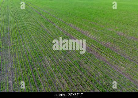 Blick von oben auf die Oberfläche mit Jungweizen, Roggen, Gerste, Dritteln, Hafer oder Gras auf Agrofeldern Stockfoto