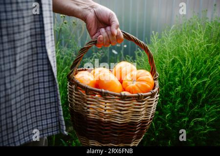 Mann, der einen Korb mit Tomaten im Garten trägt Stockfoto