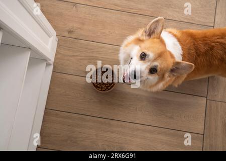 Pembroke Welsh Corgi Hund mit Kibble Bowl zu Hause Stockfoto