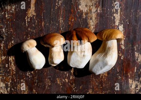 Frische Bio-Pilze auf dem Tisch Stockfoto