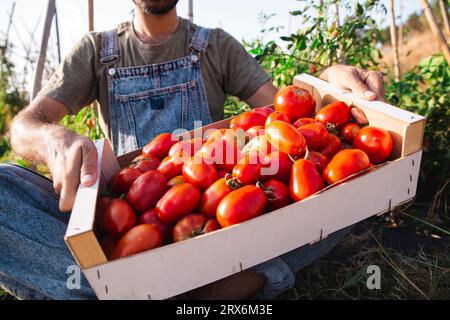 Mann mit Tomatenkiste in Obstgarten Stockfoto