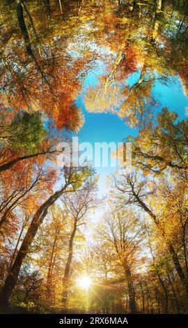 Herrliches, vertikales Panorama mit Baldachin. Baumkronen in einem bunten Wald im Herbst mit der Sonne am blauen Himmel, super Weitwinkel Stockfoto