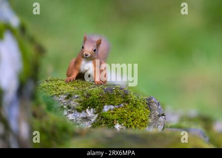 Eurasisches Rotes Eichhörnchen (Sciurus vulgaris), das auf Moosgestein steht Stockfoto