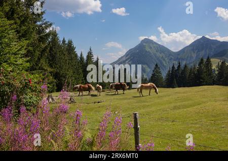 Österreich, Salzburger Land, Hintersee, Haflinger Pferde auf Weide im alpinen Fahrerlager Stockfoto