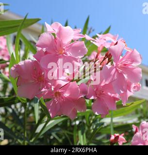 Rosa Blüten der Oleander-Pflanze, typisch für die Mittelmeerländer, die im Sommer blühen Stockfoto