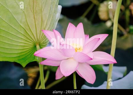 Echte wilde rosa Lotusblüte Nahaufnahme Stockfoto