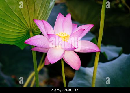 Echte wilde rosa Lotusblüte Nahaufnahme Stockfoto