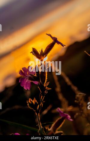 Silhouette der roten campion-Blumen bei Sonnenuntergang Stockfoto