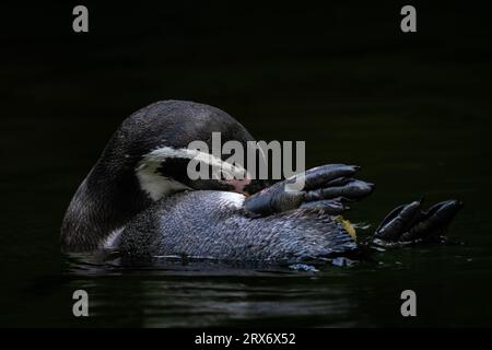 Humboldt-Pinguin - Spheniscus humboldti, mittelgroßer Pinguin von der südamerikanischen Ozeanküste, Chile. Stockfoto