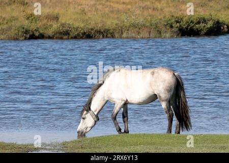 Ein weißes New Forest Pony Trinkwasser aus dem Hatchet Pond bei Beaulieu im New Forest, Großbritannien Stockfoto