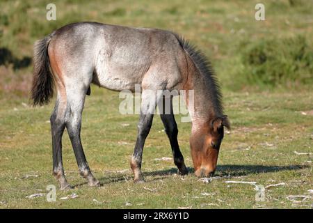 Ein braunes New Forest-Ponyfohlen, das Gras in der Nähe des Hatchet Pond bei Beaulieu im New Forest, Großbritannien, isst Stockfoto