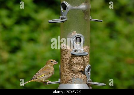 Grünfinken auf einem Futterhäuschen mit Bäumen im Hintergrund Stockfoto