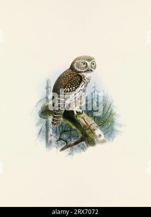 Eulendarstellung. Ein wunderschönes digitales Kunstwerk mit klassischen Vögeln. Vogelillustration im Vintage-Stil. Stockfoto