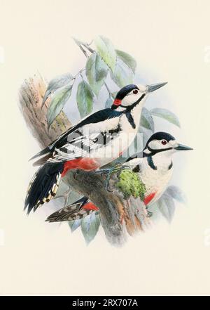 Ein wunderschönes digitales Kunstwerk mit klassischen Vögeln. Vogelillustration im Vintage-Stil. Stockfoto