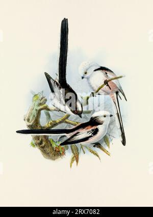 Ein wunderschönes digitales Kunstwerk mit klassischen Vögeln. Vogelillustration im Vintage-Stil. Titmaus Stockfoto