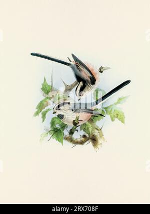 Ein wunderschönes digitales Kunstwerk mit klassischen Vögeln. Vogelillustration im Vintage-Stil. Titmaus Stockfoto