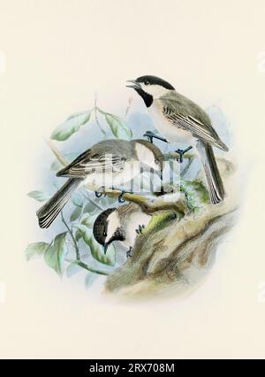Ein wunderschönes digitales Kunstwerk mit klassischen Vögeln. Vogelillustration im Vintage-Stil. Titmaus Stockfoto