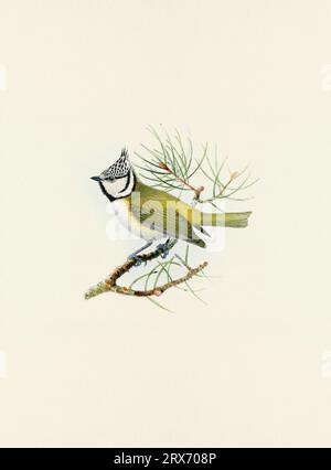 Ein wunderschönes digitales Kunstwerk mit klassischen Vögeln. Vogelillustration im Vintage-Stil. Stockfoto