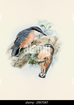 Ein wunderschönes digitales Kunstwerk mit klassischen Vögeln. Vogelillustration im Vintage-Stil. Stockfoto