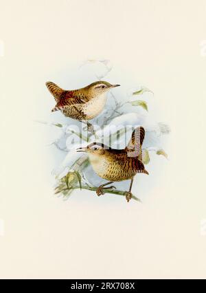 Ein wunderschönes digitales Kunstwerk mit klassischen Vögeln. Vogelillustration im Vintage-Stil. Stockfoto