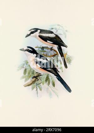 Ein wunderschönes digitales Kunstwerk mit klassischen Vögeln. Vogelillustration im Vintage-Stil. Stockfoto