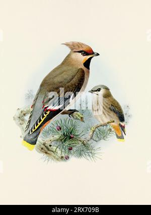 Ein wunderschönes digitales Kunstwerk mit klassischen Vögeln. Vogelillustration im Vintage-Stil. Stockfoto