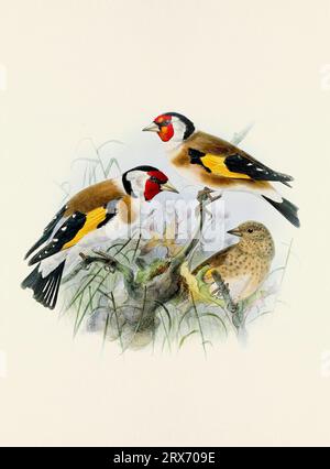 Ein wunderschönes digitales Kunstwerk mit klassischen Vögeln. Vogelillustration im Vintage-Stil. Stockfoto