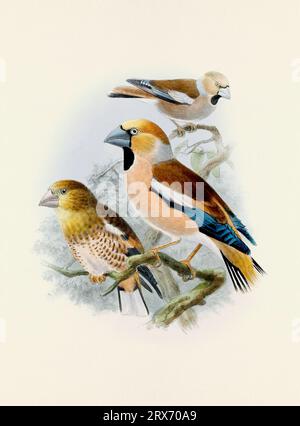 Ein wunderschönes digitales Kunstwerk mit klassischen Vögeln. Vogelillustration im Vintage-Stil. Stockfoto