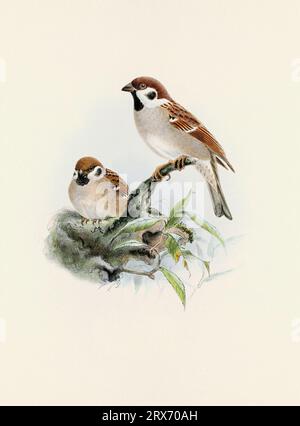 Ein wunderschönes digitales Kunstwerk mit klassischen Vögeln. Vogelillustration im Vintage-Stil. Sparrow Stockfoto