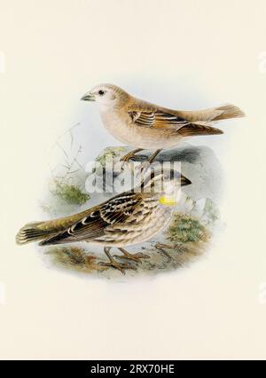 Ein wunderschönes digitales Kunstwerk mit klassischen Vögeln. Vogelillustration im Vintage-Stil. Sparrow Stockfoto