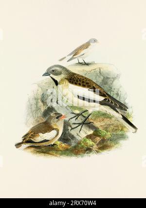 Ein wunderschönes digitales Kunstwerk mit klassischen Vögeln. Vogelillustration im Vintage-Stil. Sparrow Stockfoto