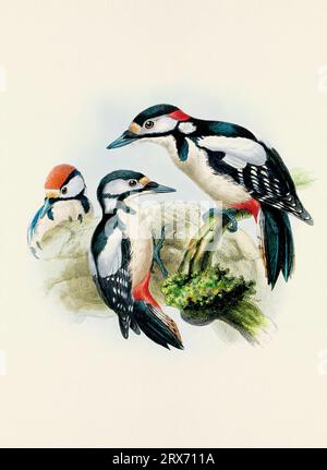 Ein wunderschönes digitales Kunstwerk mit klassischen Vögeln. Vogelillustration im Vintage-Stil. Stockfoto