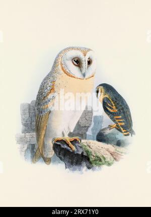 Eulendarstellung. Ein wunderschönes digitales Kunstwerk mit klassischen Vögeln. Vogelillustration im Vintage-Stil. Stockfoto
