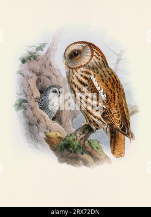 Eulendarstellung. Ein wunderschönes digitales Kunstwerk mit klassischen Vögeln. Vogelillustration im Vintage-Stil. Stockfoto