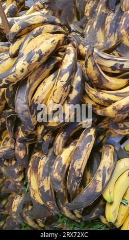 Vertikales Bild von Plantagen auf einer Oberfläche Stockfoto