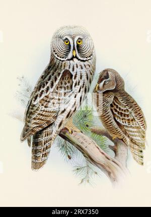 Eulendarstellung. Ein wunderschönes digitales Kunstwerk mit klassischen Vögeln. Vogelillustration im Vintage-Stil. Stockfoto