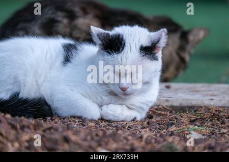 Nahaufnahme schlafende schwarze weiße Katze mit Katzenhintergrund. Nickerzeit für Katze. Selektiver Fokus eingeschlossen. Stockfoto